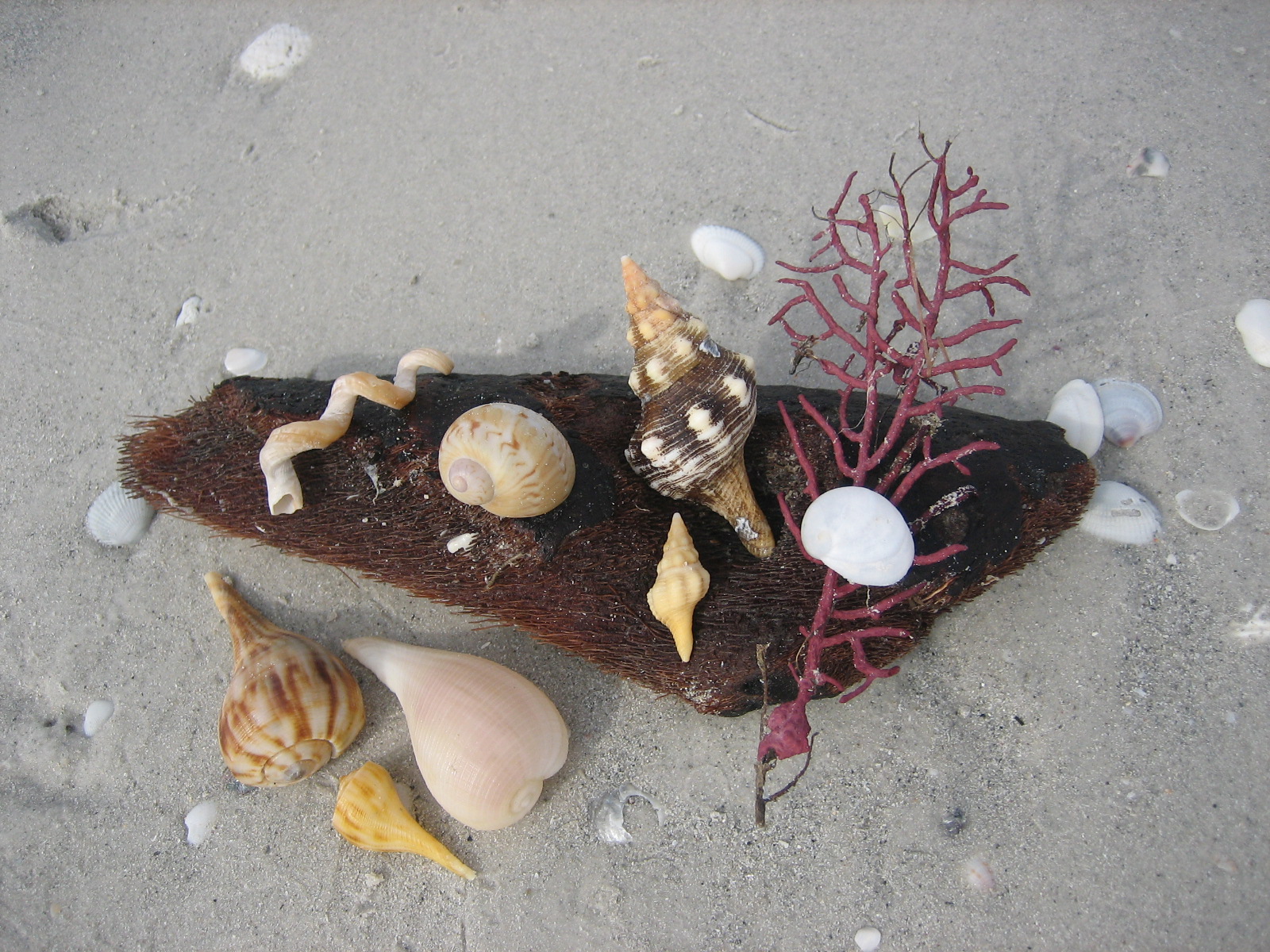 Excellent Sanibel Shelling! I Love Shelling