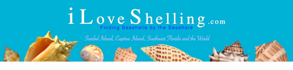 upblgbotwhite | I Love Shelling