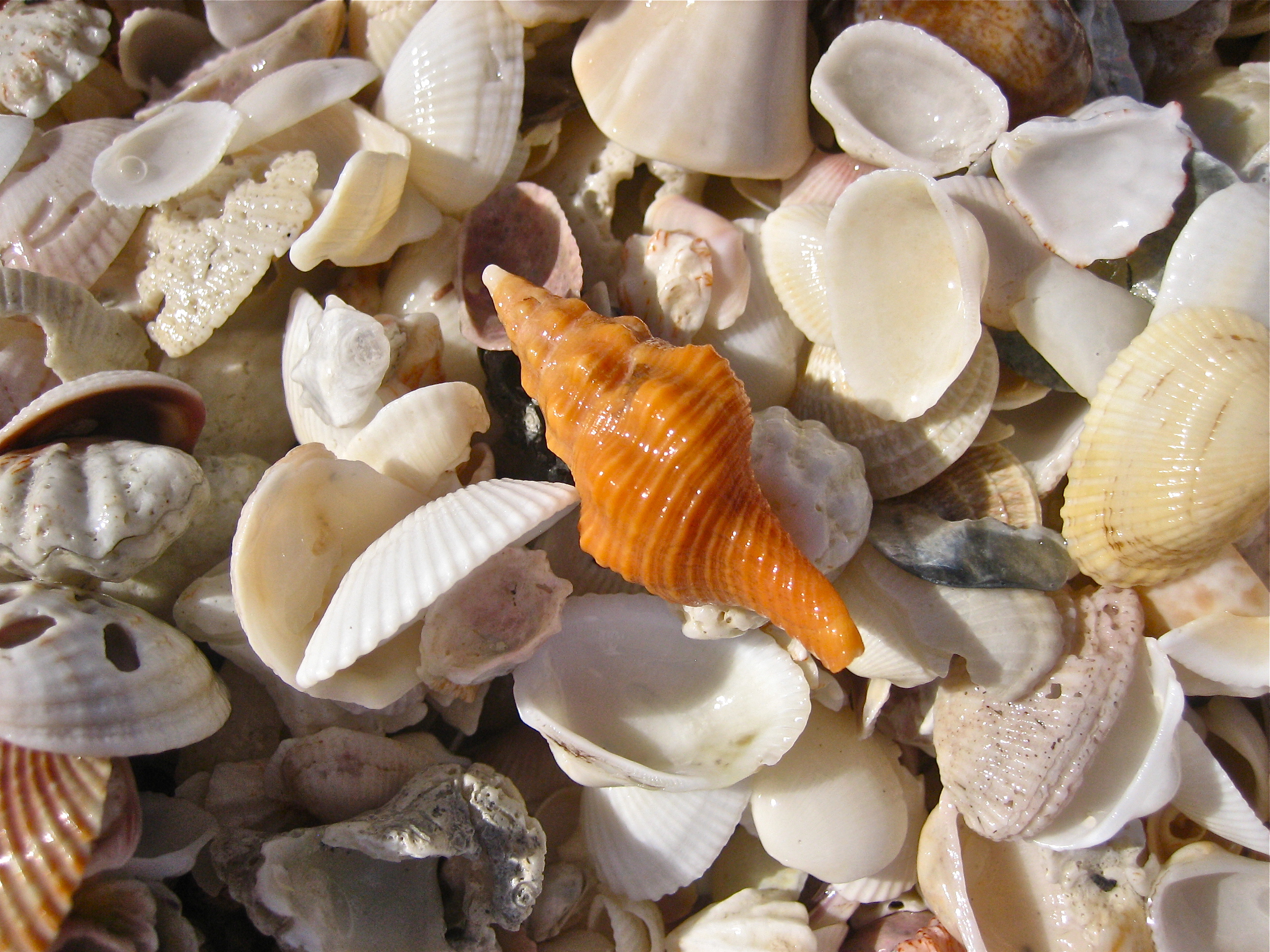 Ready. Set. Get Shelling! | I Love Shelling