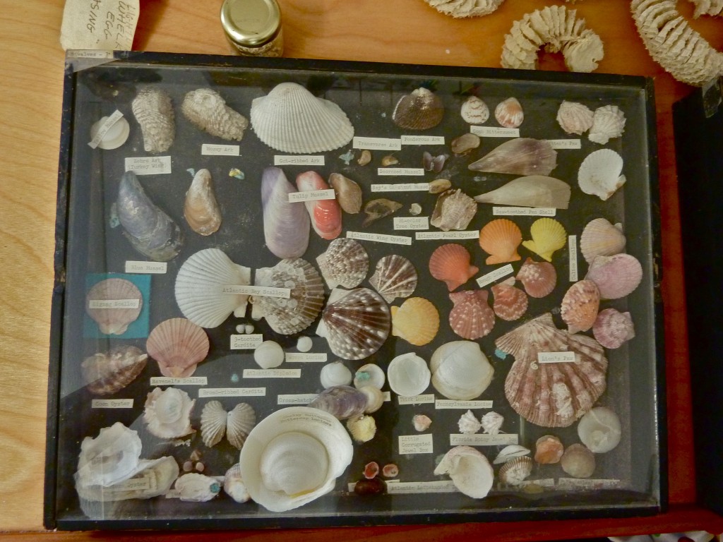 Cayo Costa Camping | I Love Shelling