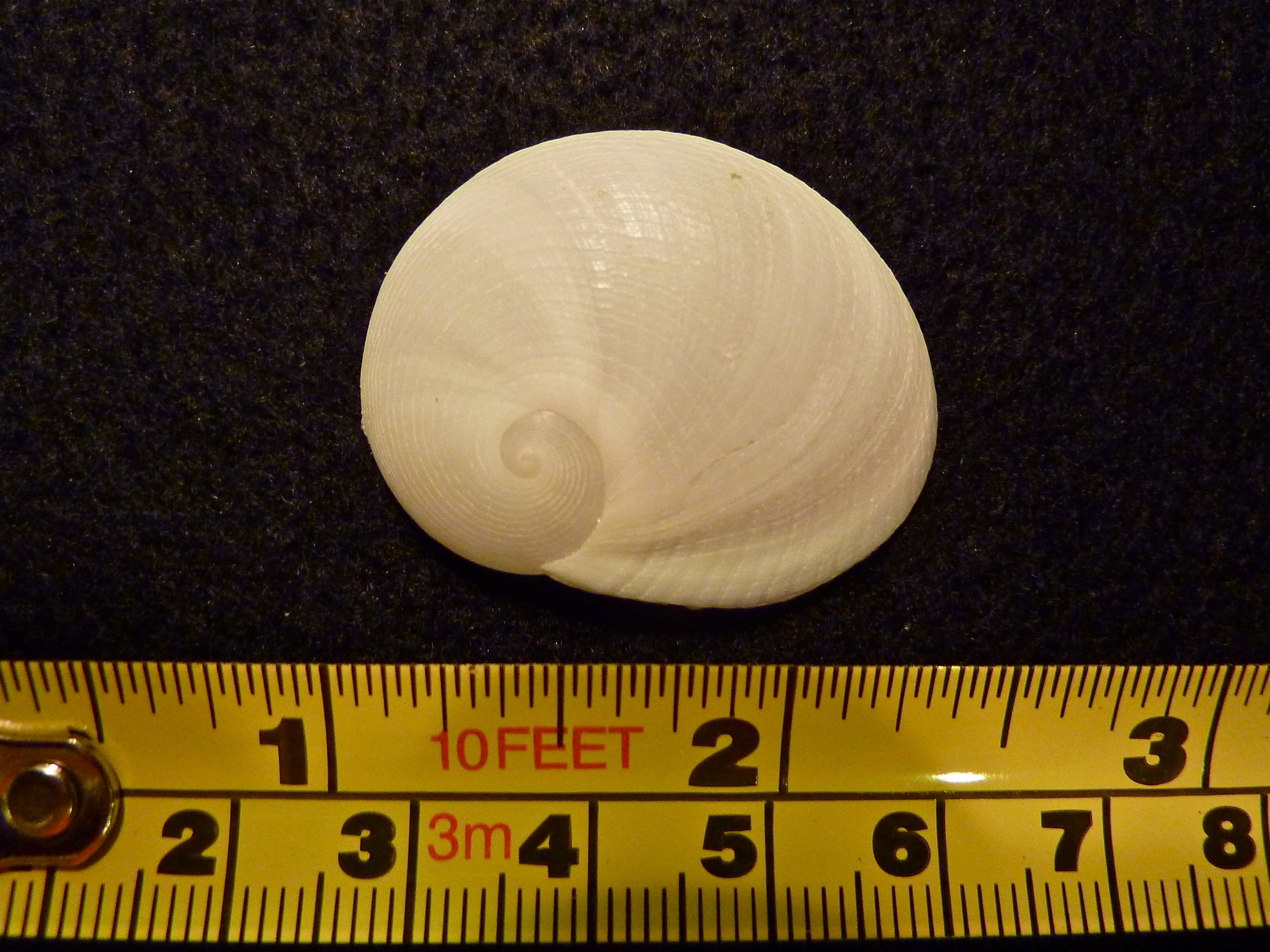Mixed Shell Bag | I Love Shelling
