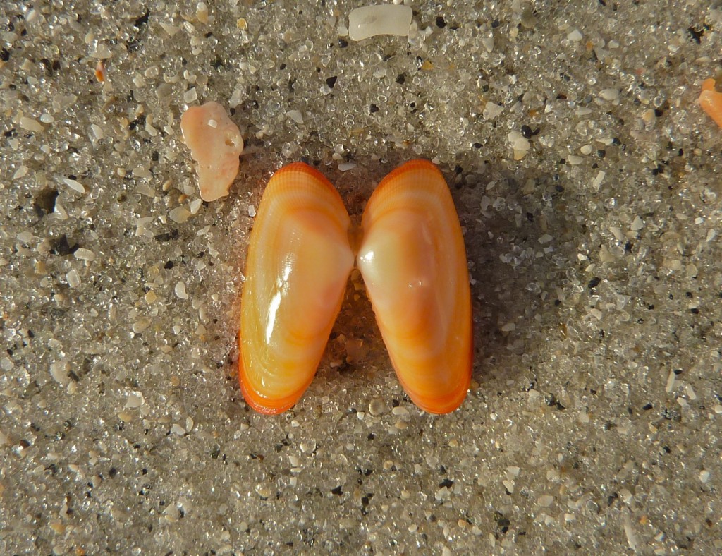 Coquina Seashell Video I Love Shelling
