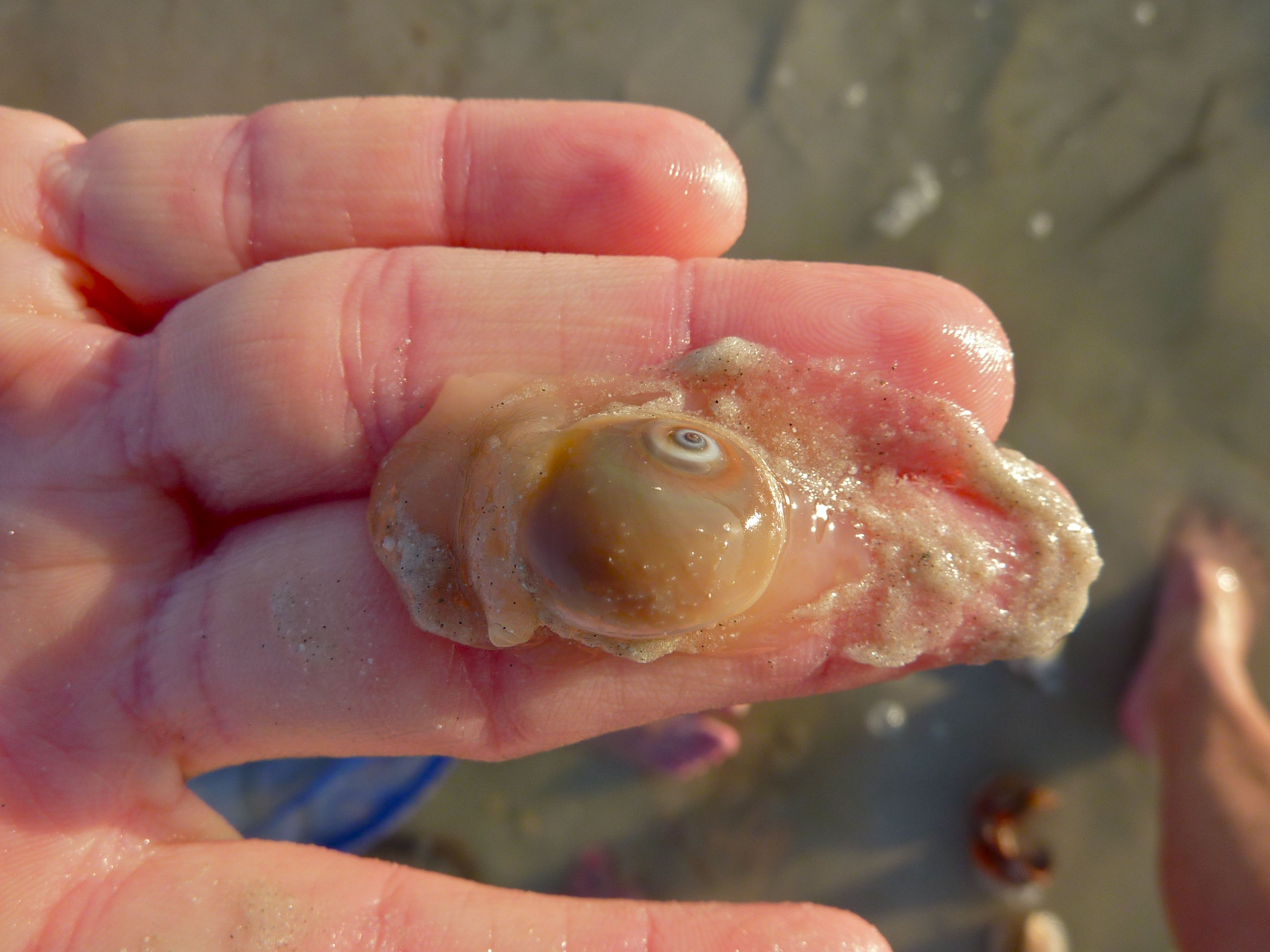 Shar Eye Shell Sanibel Shark Week… Featuring The Shark Eye Shell | I Love Shelling