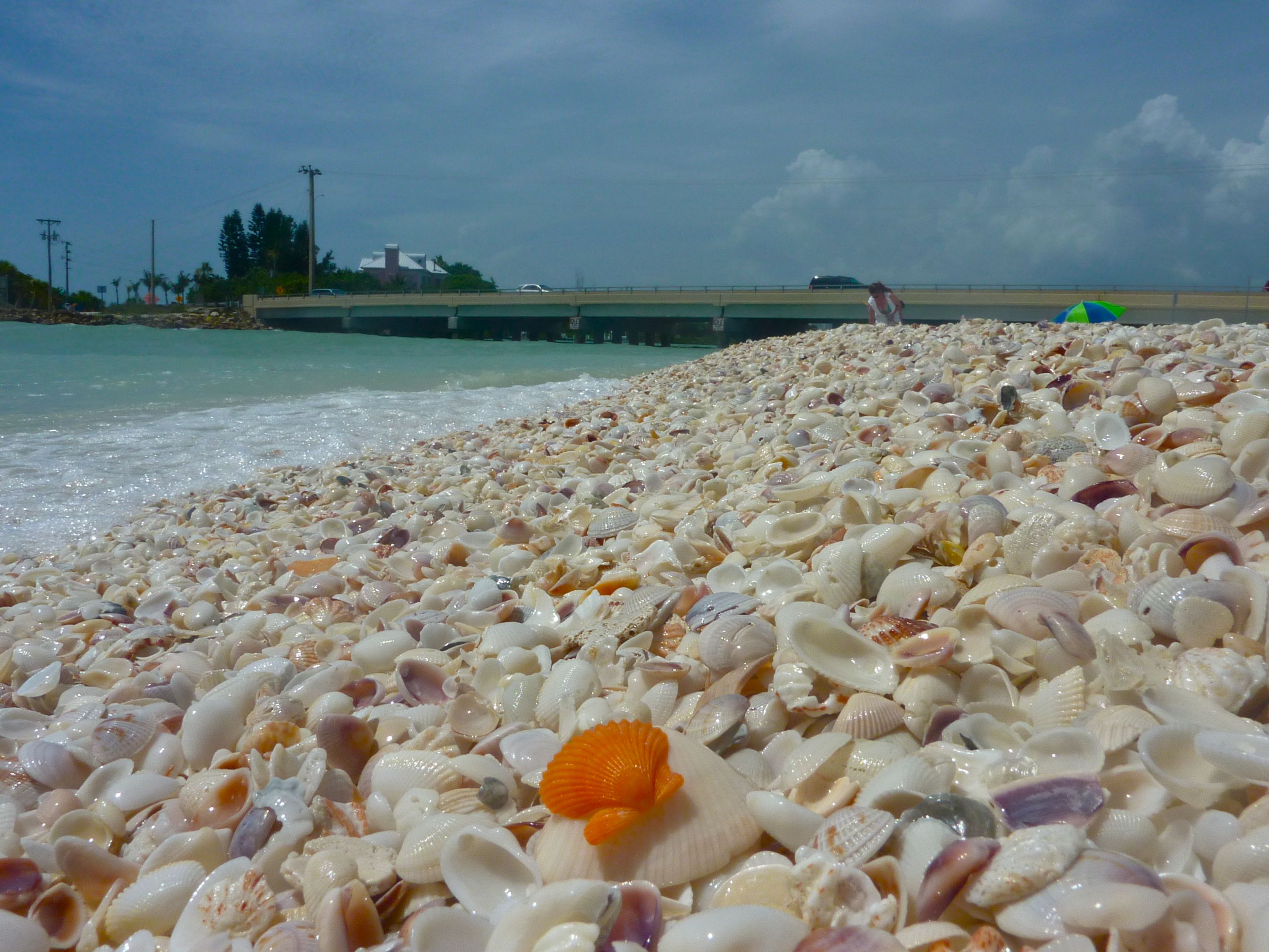 Shell beach. Остров Санибел. Дивноморское ракушечный пляж. Ейск ракушечный пляж. Принцевы острова пляжи.