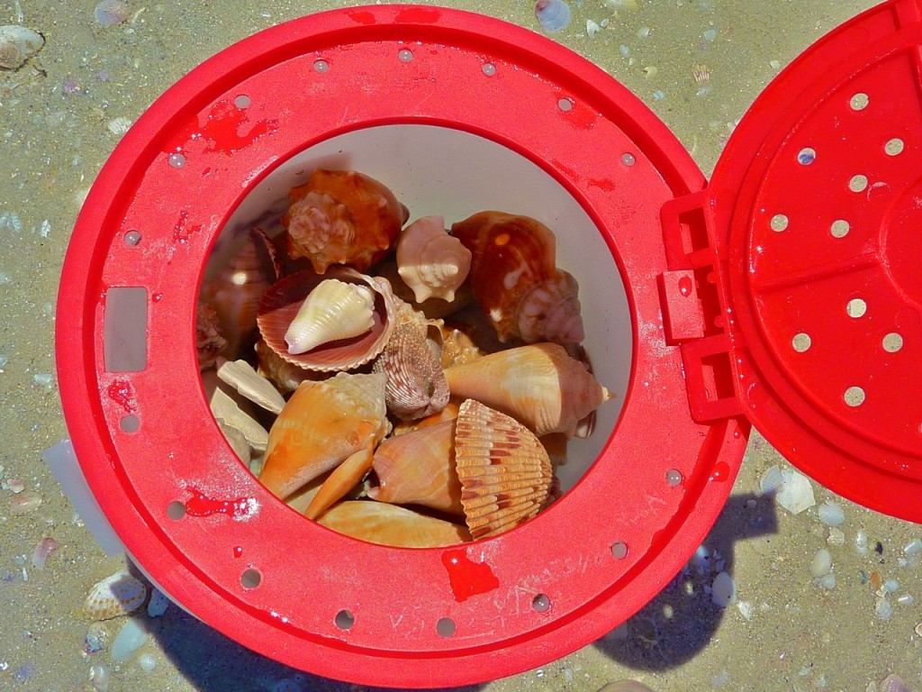 Another Huge Horse Conch, Angel Wing Too | I Love Shelling