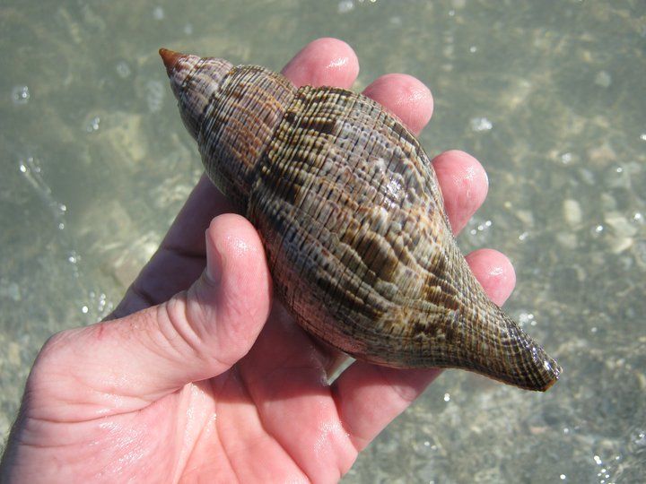 True Shells Shells At Blind Pass! | I Love Shelling