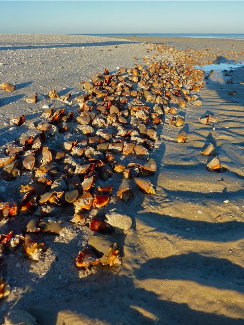 Bonita Springs Fighting Conchs