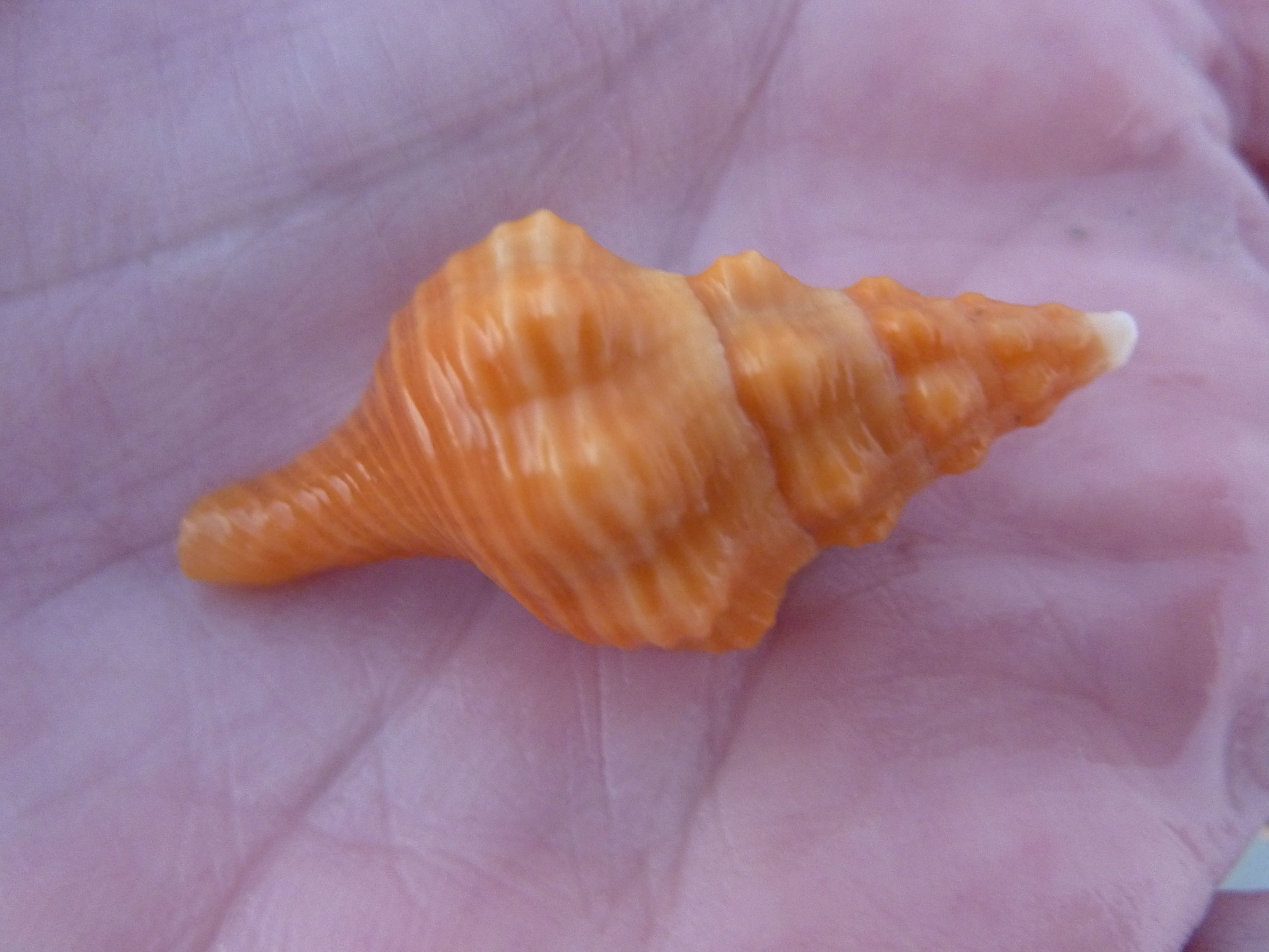 Horse Conch Sundial Sanibel Horse Conch Sundial Sanibel I Love Shelling