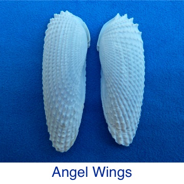 Angel Wings seashell Identification