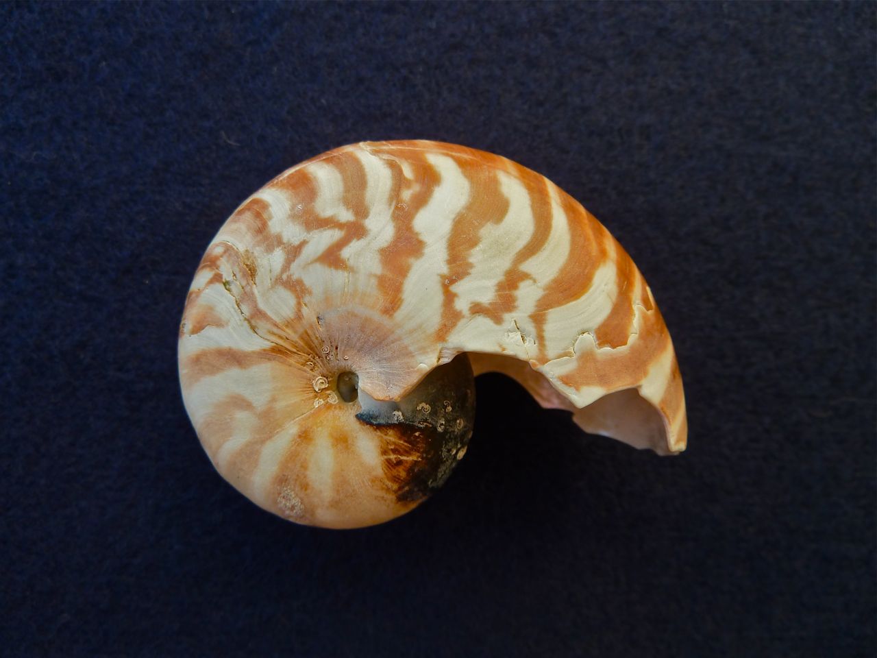 Nautilus Shell Found
