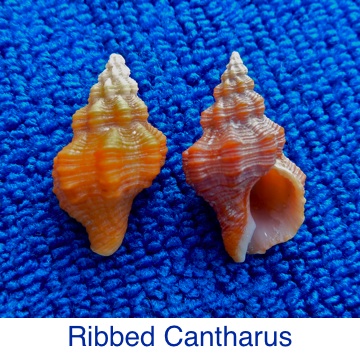Cantharus - Ribbed seashell identification