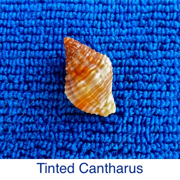 Cantharus Tinted seashell identification