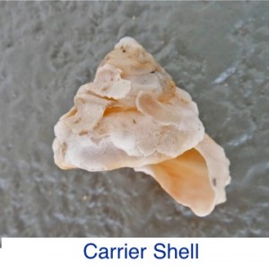 Carrier Shell ID