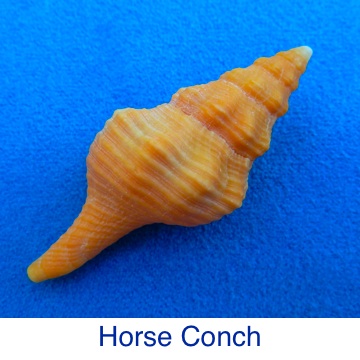Conch - Horse ID