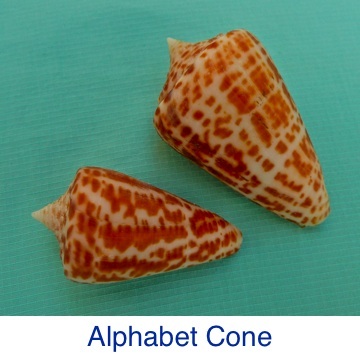 Cone - Alphabet ID