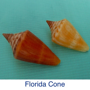 Cone- Florida ID