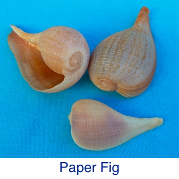 Fig- Paper