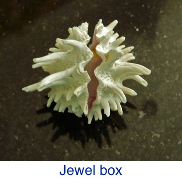 Jewel Box ID