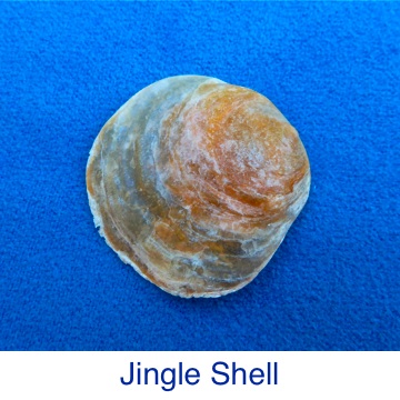 Jingle Shell ID