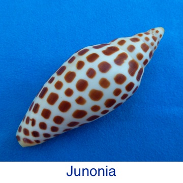 Junonia ID