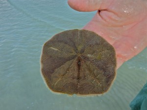 Live sand dollar bottom