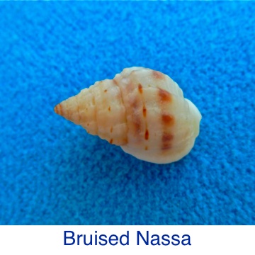 Nassa- Bruised ID