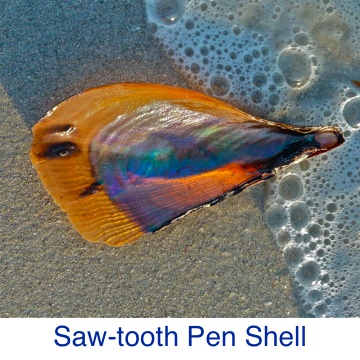 Pen Shell- Saw-tooth ID