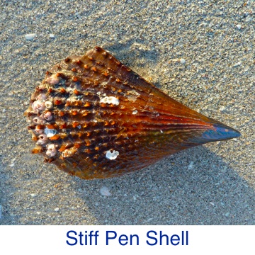 Pen Shell- Stiff ID