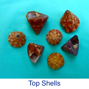 Top Shell ID