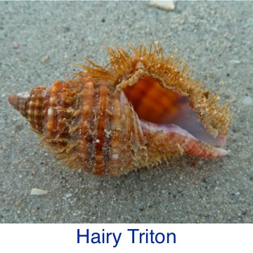 Triton- Hairy