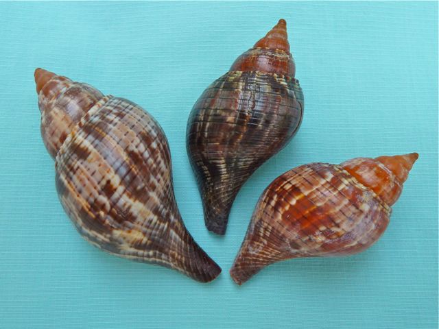 Shells of a Different Color