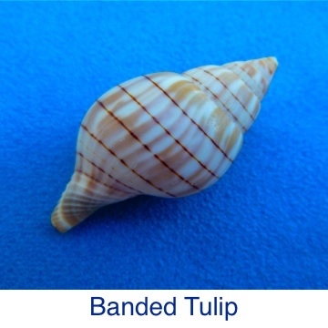 Tulip - Banded ID
