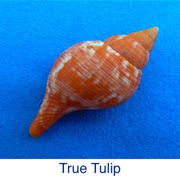 Tulip - True ID