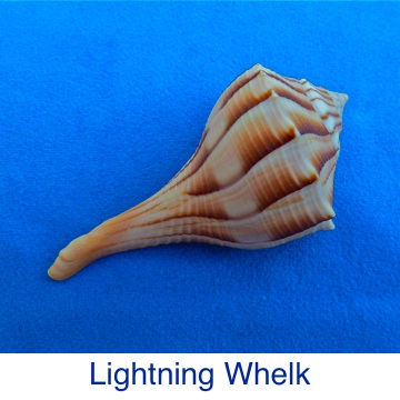 Whelk - Lightning ID