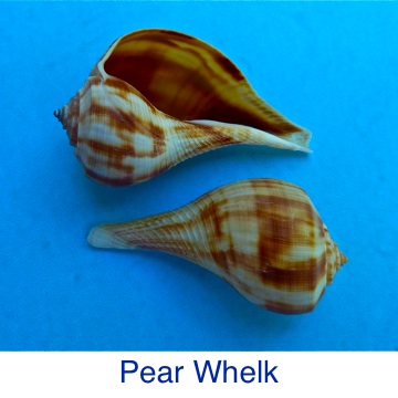 Whelk - Pear ID