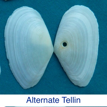 Alternate Tellin Shell ID