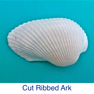 Ark Cut Ribbed Shell ID