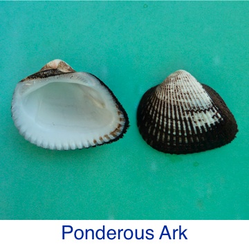 Ark - Ponderous ID