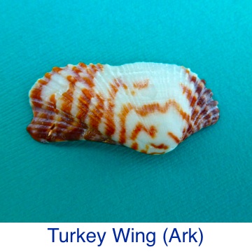 Ark Turkey Wing Shell ID