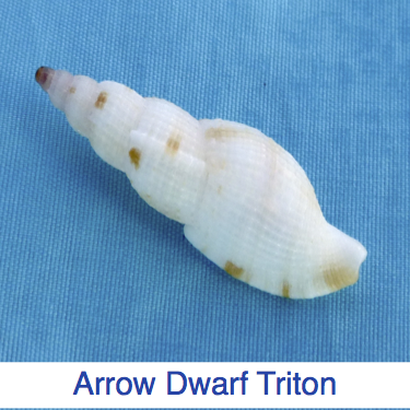 Arrow Dwarf Triton Shell ID