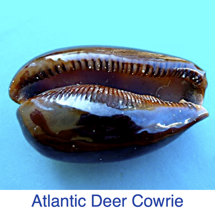 Atlantic Deer Cowrie ID