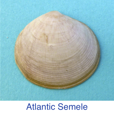 Atlantic Semele shell id