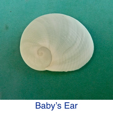 Baby's Ear ID