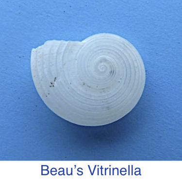 Beau's Vitrinella Seashell id