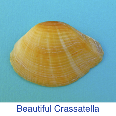 Beautiful Crassatella shell id