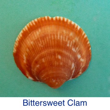 Bittersweet Clam Shell Identification