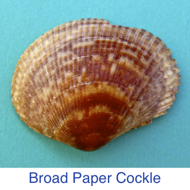 Broad Paper Cockle shell id