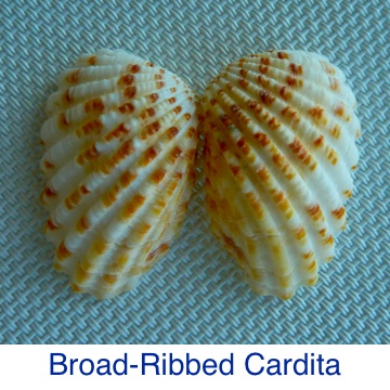 Broad-Ribbed Cardita Seashell ID