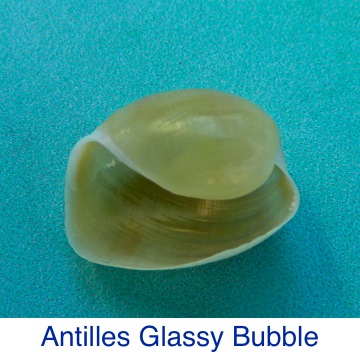 Bubble Antilles Glassy Shell Identification