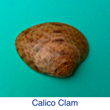 Calico Clam Shell ID